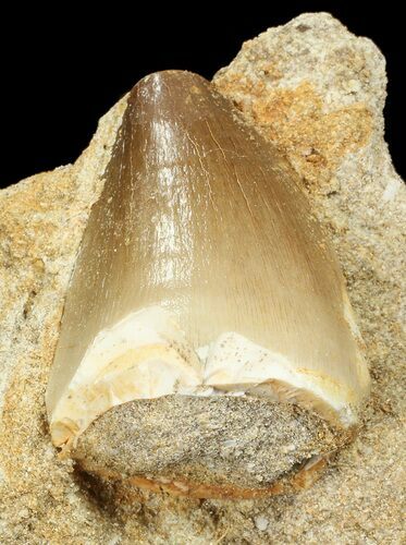 Mosasaur (Prognathodon) Tooth In Rock #70444